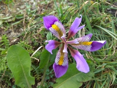 Iris unguicularis cretensis