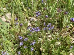 Asperula arvensis