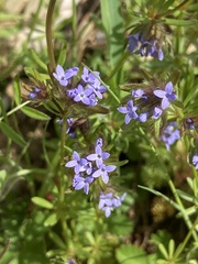 Asperula arvensis