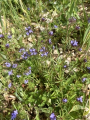 Asperula arvensis