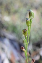 Pterostylis clivosa