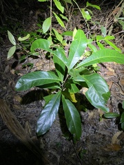 Coelospermum paniculatum