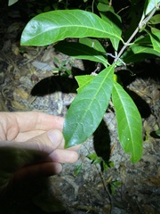 Coelospermum paniculatum