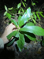 Coelospermum paniculatum