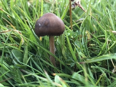 Panaeolus fimicola