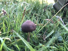 Panaeolus fimicola