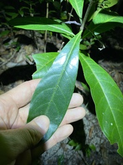 Coelospermum paniculatum