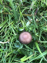 Panaeolus fimicola