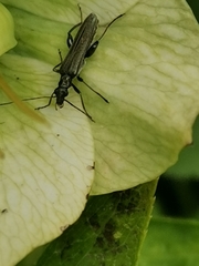 Oedemera flavipes