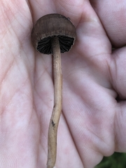 Panaeolus fimicola