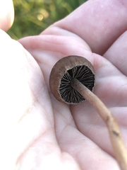Panaeolus fimicola