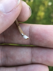 Panaeolus fimicola