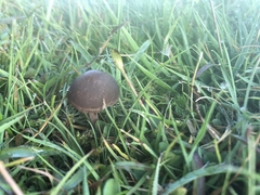 Panaeolus fimicola