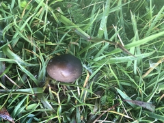 Panaeolus fimicola