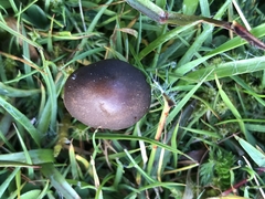 Panaeolus fimicola
