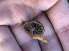 Panaeolus fimicola