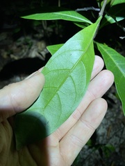 Coelospermum paniculatum
