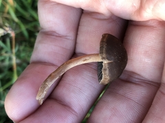 Panaeolus fimicola
