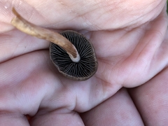 Panaeolus fimicola
