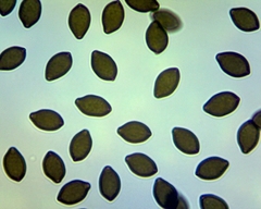 Panaeolus fimicola