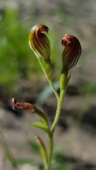 Pterostylis furva