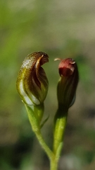 Pterostylis furva