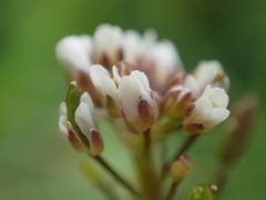 Draba muralis