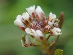 Draba muralis