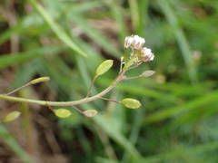 Draba muralis