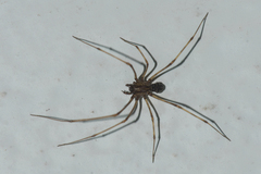 Scytodes fusca