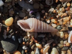 Pulsarella cognata