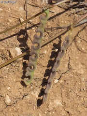 Hippocrepis unisiliquosa