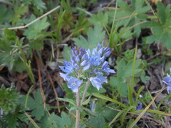 Veronica orientalis