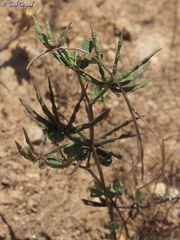 Medicago astroites