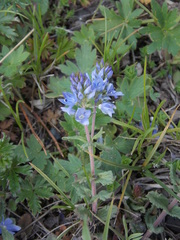 Veronica orientalis