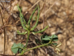 Medicago astroites