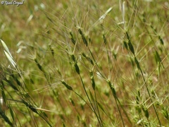 Aegilops biuncialis