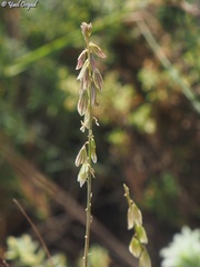 Polygala monspeliaca