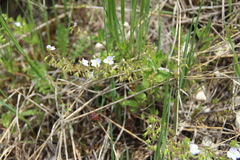 Veronica peduncularis