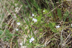 Veronica peduncularis