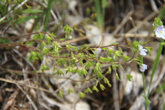Veronica peduncularis