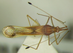 Niborskiana