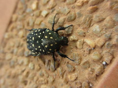 Protaetia niveoguttata