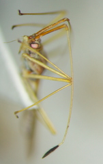 Niborskiana