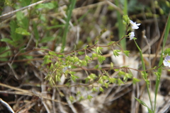 Veronica peduncularis