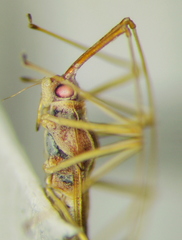 Niborskiana