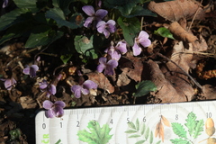 Viola macroceras