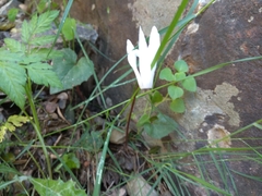 Cyclamen creticum
