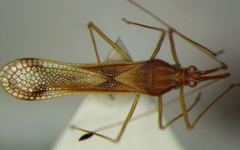 Niborskiana