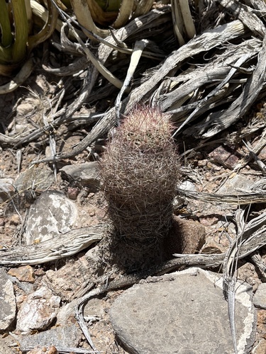 Sclerocactus intertextus